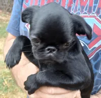 Smooth Black Female., a female Brussels Griffon for sale in Stella, MO – 2 of 10