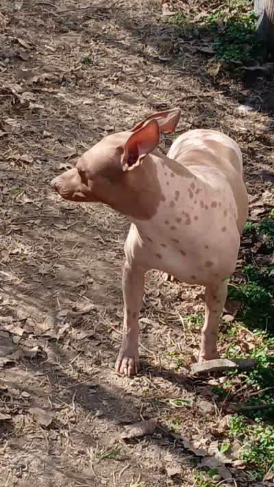Higgins, a male American Hairless Terrier for sale in Stella, MO – 9 of 9