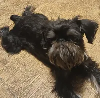 Smooth Black Female., a female Brussels Griffon for sale in Stella, MO – 7 of 10