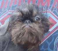 Blue and Tan rough girl. , a female Brussels Griffon for sale in Stella, MO – 3 of 10