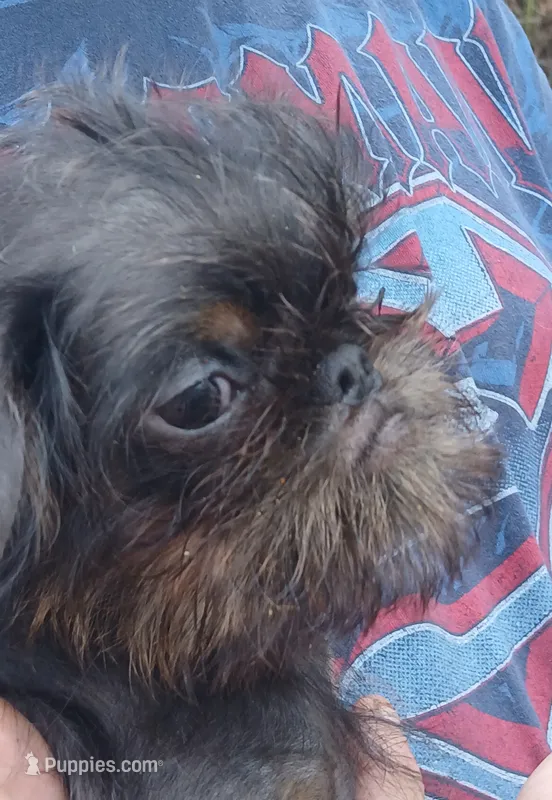 Blue and Tan rough girl.  – Brussels Griffon puppy for sale in Stella, MO