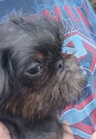 Blue and Tan rough girl. , a female Brussels Griffon for sale in Stella, MO – 1 of 10