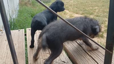 Blue and Tan rough girl. , a female Brussels Griffon for sale in Stella, MO – 10 of 10
