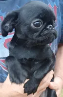 Smooth Black Female., a female Brussels Griffon for sale in Stella, MO – 6 of 10