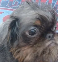 Blue and Tan rough girl. , a female Brussels Griffon for sale in Stella, MO – 6 of 10