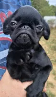 Smooth Black Female., a female Brussels Griffon for sale in Stella, MO – 4 of 10