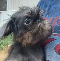 Blue and Tan rough girl. , a female Brussels Griffon for sale in Stella, MO – 4 of 10