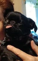Smooth Black Female., a female Brussels Griffon for sale in Stella, MO – 8 of 10