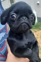 Smooth Black Female., a female Brussels Griffon for sale in Stella, MO – 3 of 10