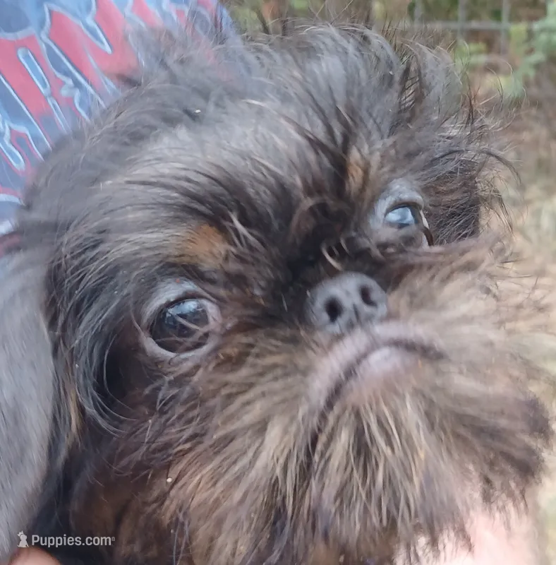 Blue and Tan rough girl.  – Brussels Griffon puppy for sale in Stella, MO