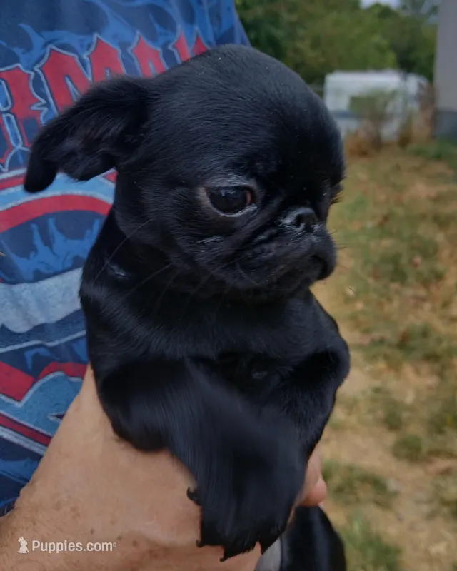 Smooth Black Female. – Brussels Griffon puppy for sale in Stella, MO