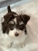 Zoey, a female Miniature Schnauzer for sale in Vernal, UT – Photo 5 of 10