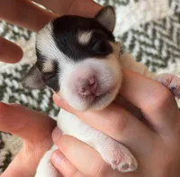 Zoey, a female Miniature Schnauzer for sale in Vernal, UT – Photo 4 of 10