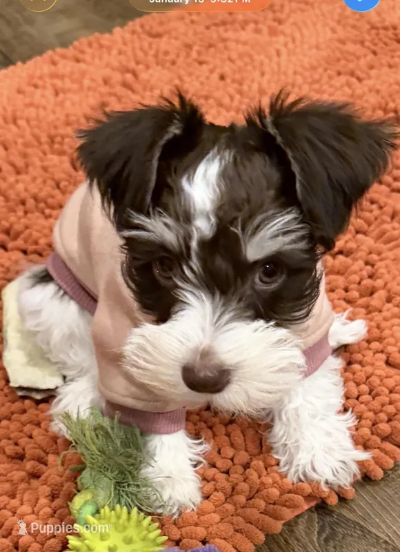 Zoey, a female Miniature Schnauzer for sale in Vernal, UT – Photo 1 of 10