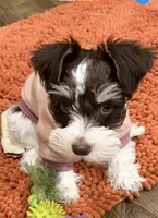 Zoey, a female Miniature Schnauzer for sale in Vernal, UT – Photo 1 of 10