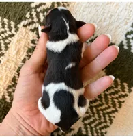 Zoey, a female Miniature Schnauzer for sale in Vernal, UT – Photo 6 of 10