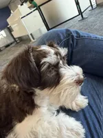 Zoey, a female Miniature Schnauzer for sale in Vernal, UT – Photo 7 of 10