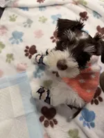 Zoey, a female Miniature Schnauzer for sale in Vernal, UT – Photo 8 of 10