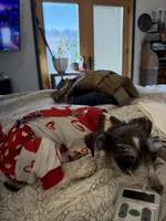 Zoey, a female Miniature Schnauzer for sale in Vernal, UT – Photo 10 of 10