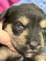 AKC Willow Black and Tan, a female Miniature Schnauzer for sale in Vernal, UT – 2 of 5