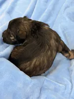 AKC Forrest Black Red Gray Sable, a male Miniature Schnauzer for sale in Vernal, UT – 6 of 8