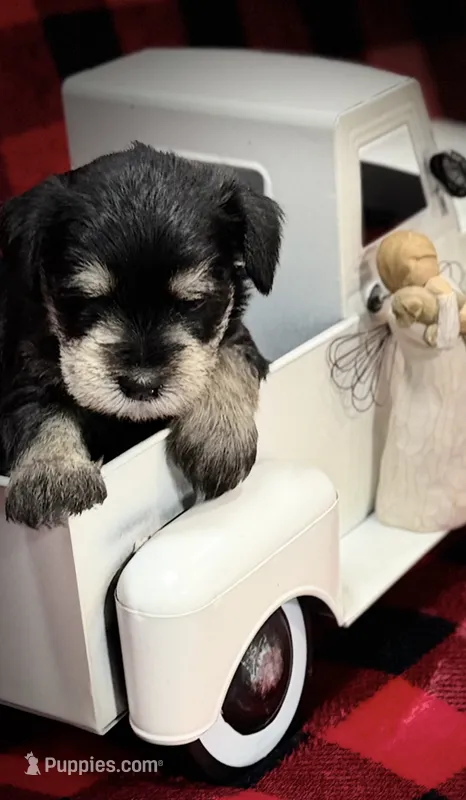 AKC Ash Black and Silver – Miniature Schnauzer puppy for sale in Vernal, UT