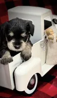AKC Ash Black and Silver Phantom, a male Miniature Schnauzer for sale in Vernal, UT – 3 of 5