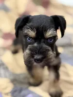 AKC Willow Black and Tan Phantom, a female Miniature Schnauzer for sale in Vernal, UT – 2 of 6