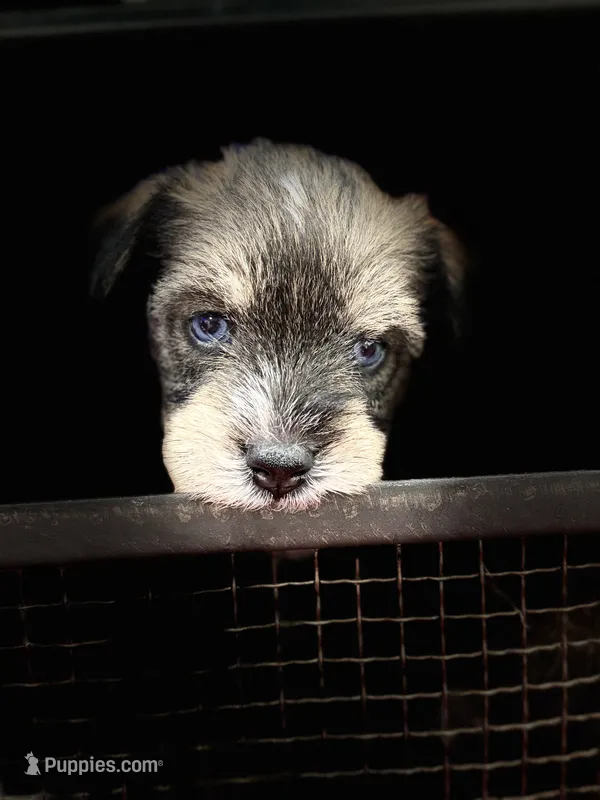 AKC Hazel Black Red Grey Sable – Miniature Schnauzer puppy for sale in Vernal, UT
