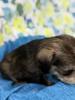 AKC Hazel Black Red Grey Sable, a female Miniature Schnauzer for sale in Vernal, UT – 4 of 8