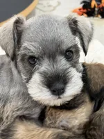 AKC Lindon Salt and Pepper Wolf Sable , a male Miniature Schnauzer for sale in Vernal, UT – 2 of 8