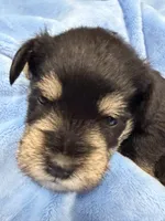 AKC Ash Black and Silver, a male Miniature Schnauzer for sale in Vernal, UT – 4 of 6