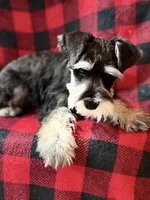 AKC Ash Black and Silver Phantom, a male Miniature Schnauzer for sale in Vernal, UT – 7 of 9
