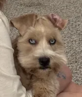 AKC Willow Black and Tan, a female Miniature Schnauzer for sale in Vernal, UT – 4 of 5