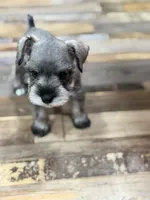 AKC Lindon Salt and Pepper Wolf Sable , a male Miniature Schnauzer for sale in Vernal, UT – 1 of 8