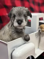 AKC Lindon Salt and Pepper Sable, a male Miniature Schnauzer for sale in Vernal, UT – 2 of 8