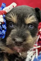 AKC Willow Black and Tan Phantom, a female Miniature Schnauzer for sale in Vernal, UT – 4 of 6