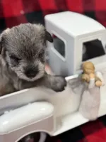AKC Lindon Salt and Pepper Sable, a male Miniature Schnauzer for sale in Vernal, UT – 3 of 8