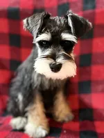 AKC Ash Black and Silver Phantom, a male Miniature Schnauzer for sale in Vernal, UT – 5 of 9
