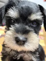AKC Ash Black and Silver Phantom, a male Miniature Schnauzer for sale in Vernal, UT – 2 of 5