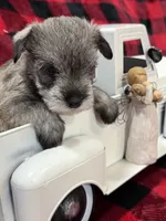 AKC Lindon Salt and Pepper Sable, a male Miniature Schnauzer for sale in Vernal, UT – 1 of 8