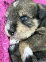 AKC Hazel Black Red Grey Sable, a female Miniature Schnauzer for sale in Vernal, UT – 5 of 8