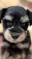AKC Cassia Black and Silver Phantom, a female Miniature Schnauzer for sale in Vernal, UT – 1 of 8