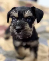 AKC Willow Black and Tan Phantom, a female Miniature Schnauzer for sale in Vernal, UT – 3 of 6