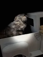 AKC Forrest Black Red Gray Sable, a male Miniature Schnauzer for sale in Vernal, UT – 4 of 8