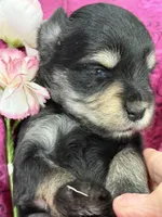 AKC Cassia Black and Silver, a female Miniature Schnauzer for sale in Vernal, UT – 2 of 5