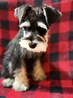 AKC Ash Black and Silver Phantom, a male Miniature Schnauzer for sale in Vernal, UT – 2 of 9
