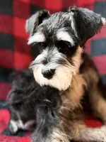 AKC Ash Black and Silver Phantom, a male Miniature Schnauzer for sale in Vernal, UT – 4 of 9