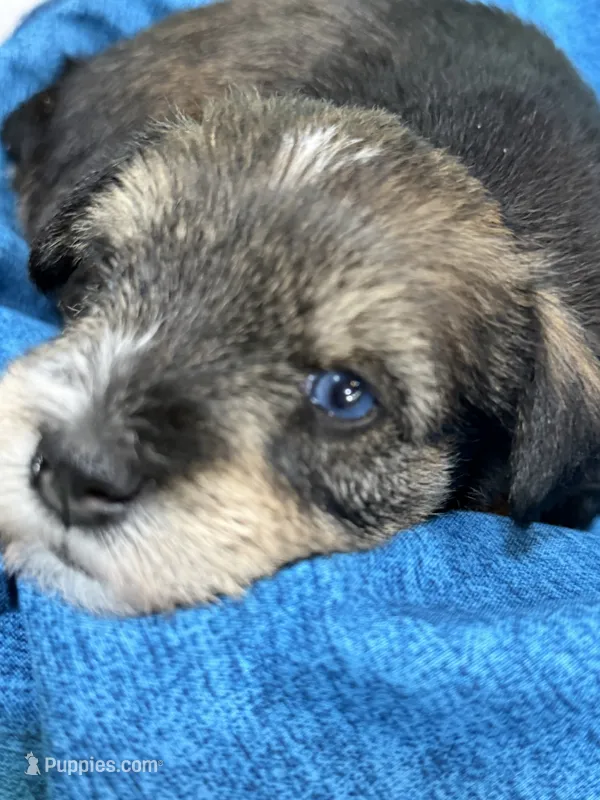 AKC Hazel Black Red Grey Sable – Miniature Schnauzer puppy for sale in Vernal, UT