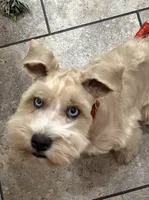 AKC Cassia Black and Silver, a female Miniature Schnauzer for sale in Vernal, UT – 4 of 5